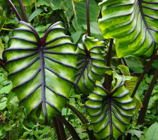 Colocasia Pharaoh’s Mask Colocasia Pharaoh’s Mask