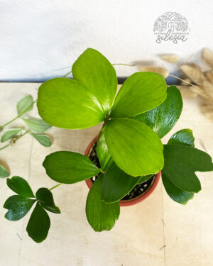 Zamia