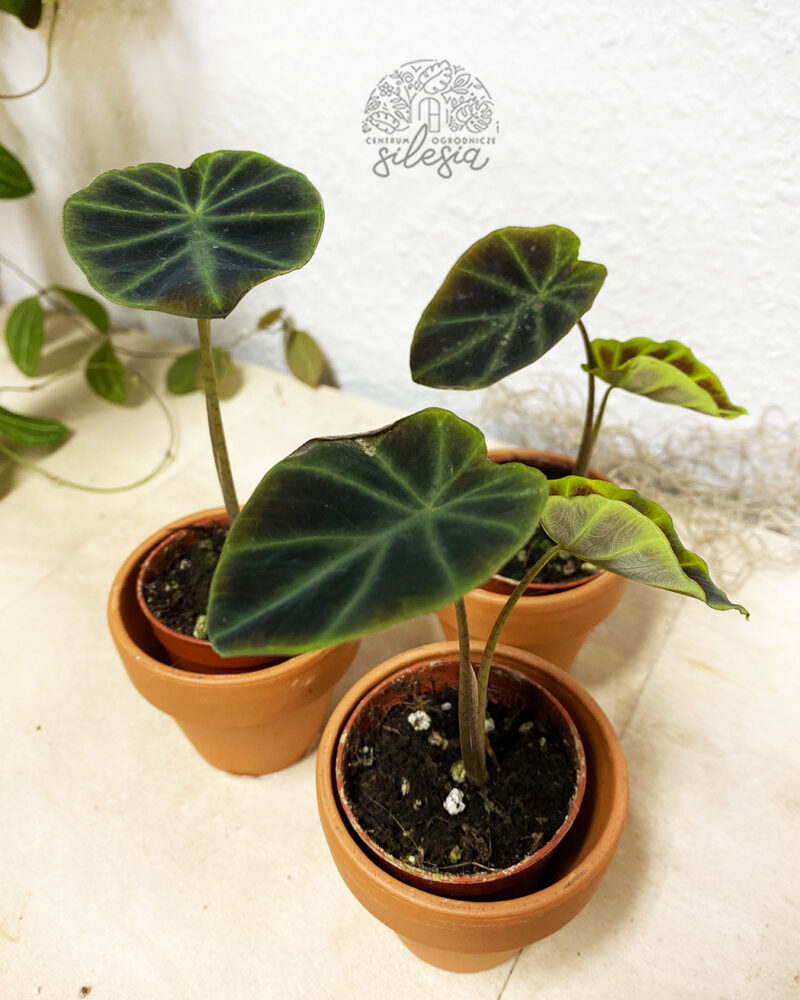 Colocasia esculenta Jenningsi Colocasia esculenta Jenningsi