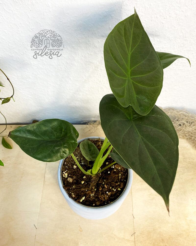 Alocasia Wentii