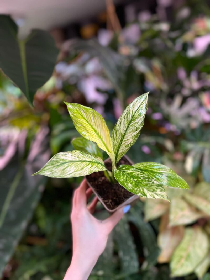 spathiphyllum sensation variegata