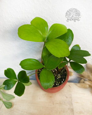 Zamia