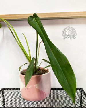 Philodendron Joepii