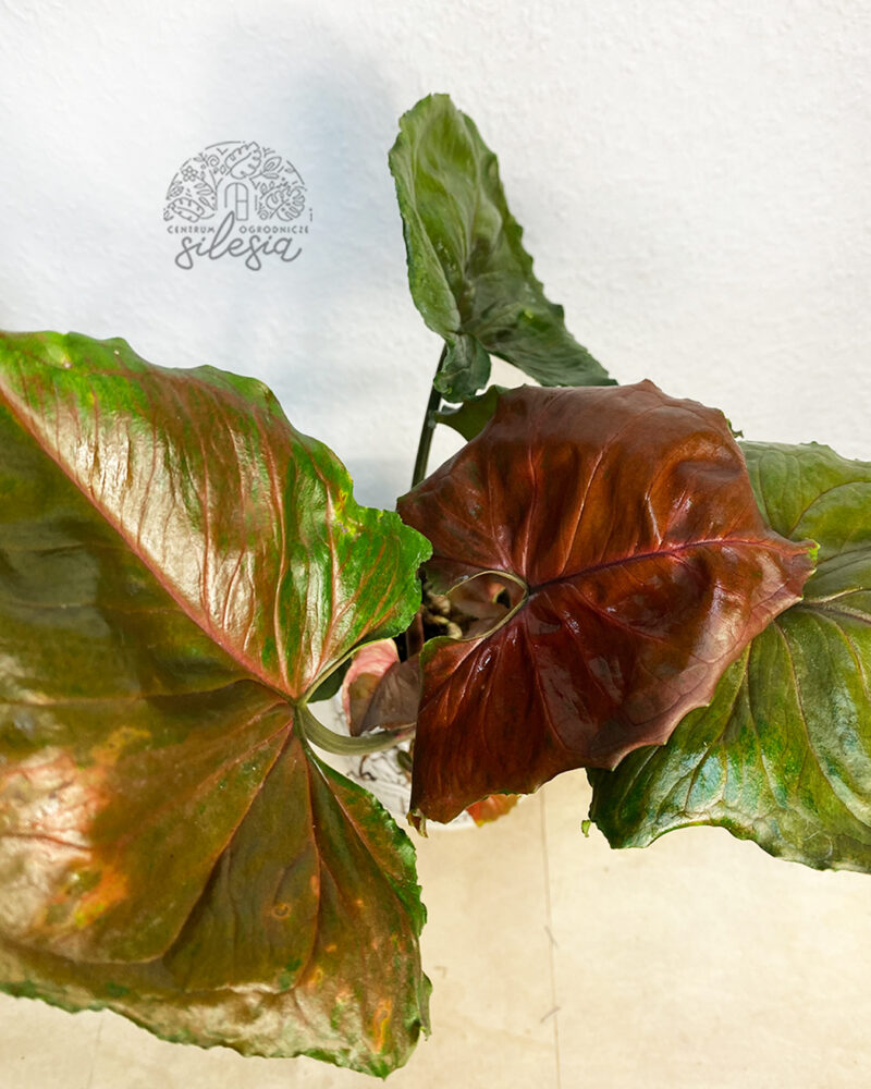 Syngonium ‘Strawberry Ice’ Syngonium ‘Strawberry Ice’