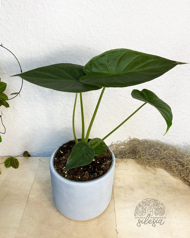 Alocasia Wentii