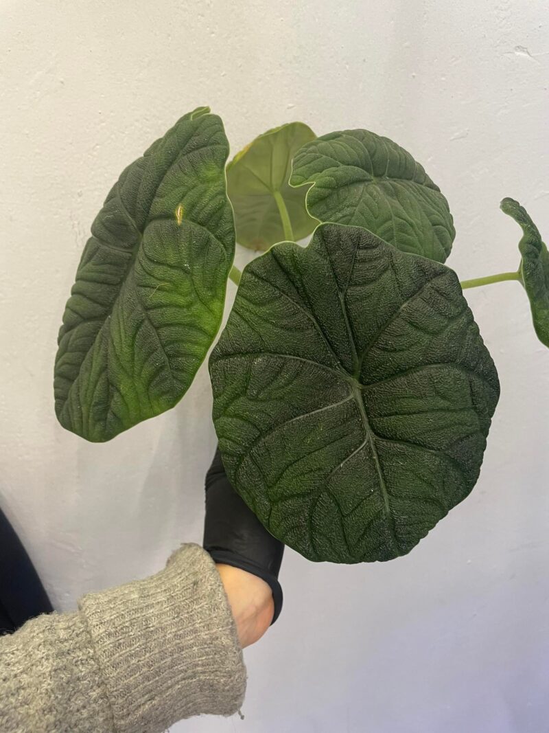 Alocasia Melo x Maharanii Alocasia Melo x Maharanii