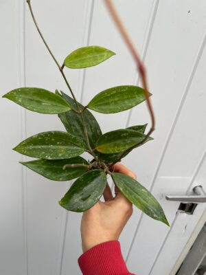 Hoya Rangsan (hoja)