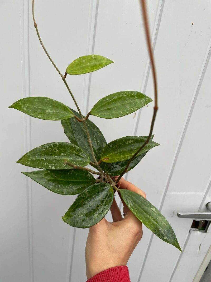 Hoya Rangsan (hoja)