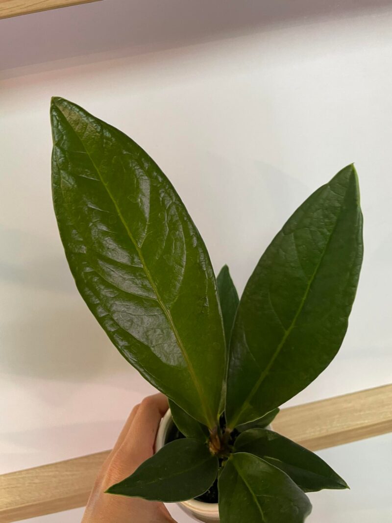 Anthurium Jemanii