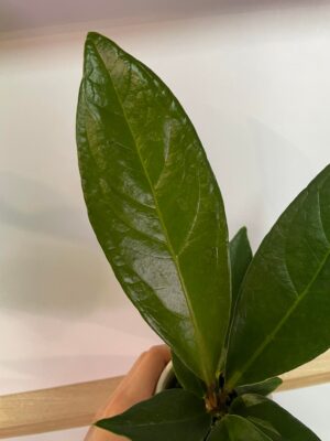 Anthurium Jemanii