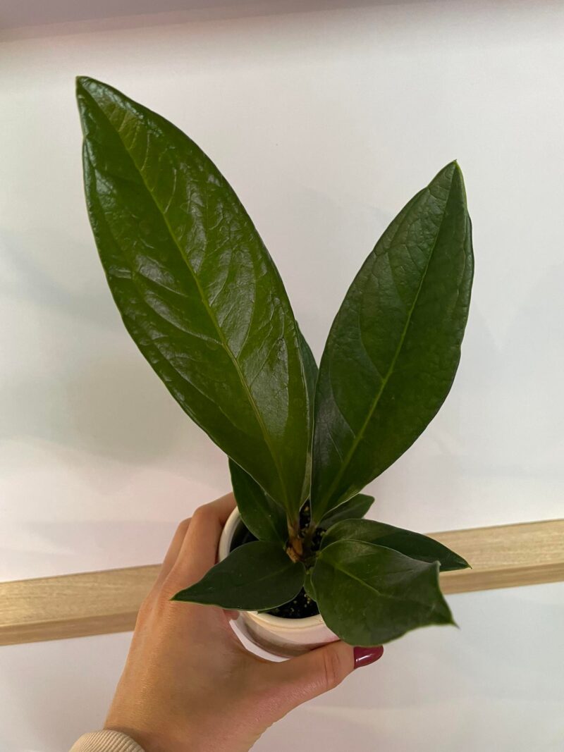Anthurium Jemanii Anthurium Jemanii