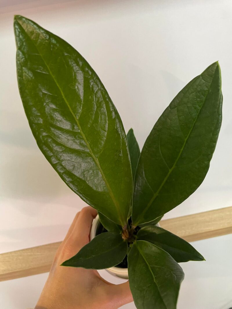 Anthurium Jemanii