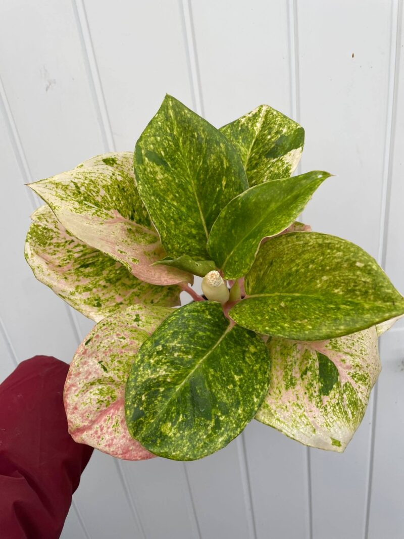 Aglaonema Emerald Pink Aglaonema Emerald Pink