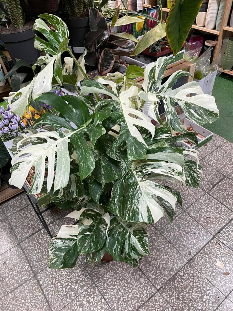 Monstera Variegata XL Monstera Variegata XL