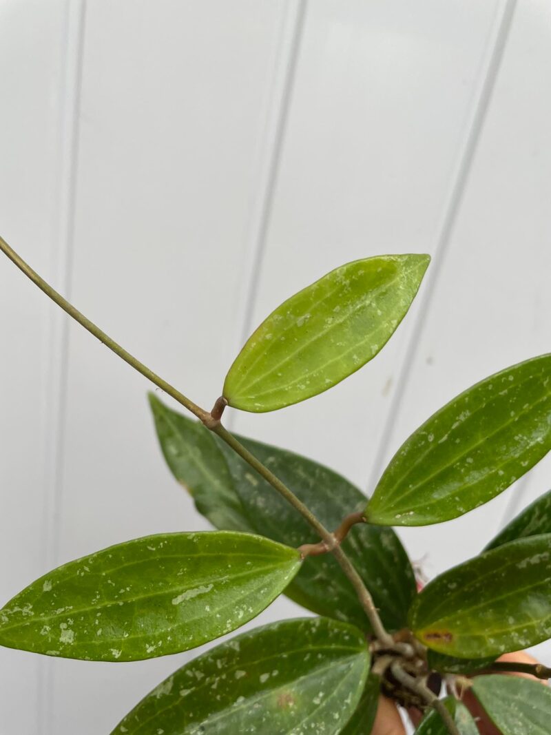 Hoya Rangsan (hoja)