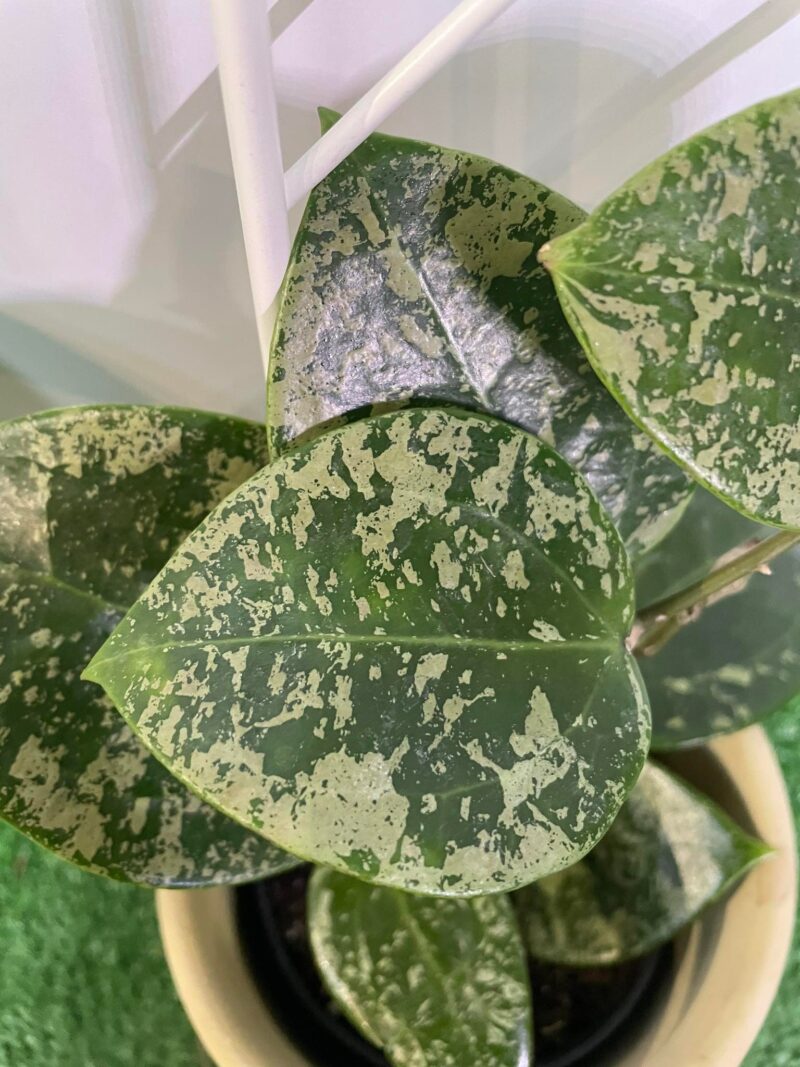 HOYA ACUTA heart leaves SPLASH HOYA ACUTA heart leaves SPLASH