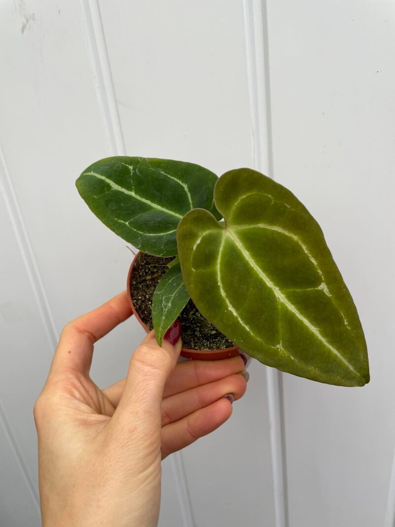 Anthurium Crystalinum x Ace of Spades (wide vein) Anthurium Crystalinum x Ace of Spades (wide vein)