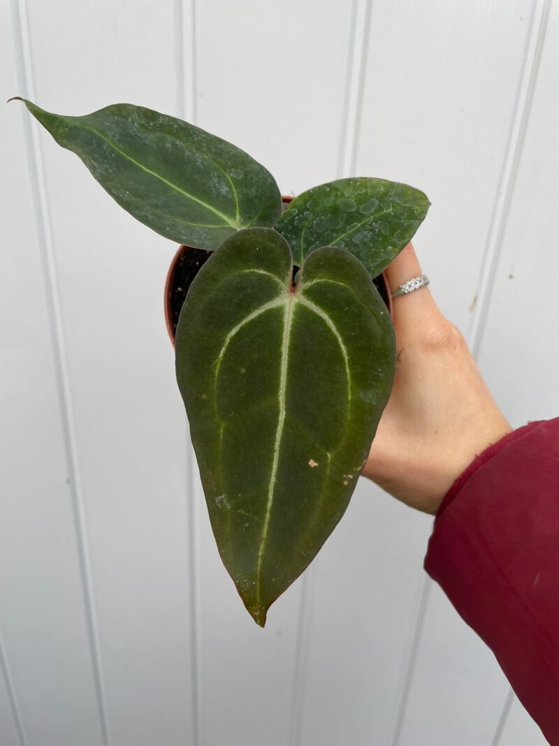 Anthurium Crystalinum x Ace of Spades ( narrow vein ) Anthurium Crystalinum x Ace of Spades ( narrow vein )