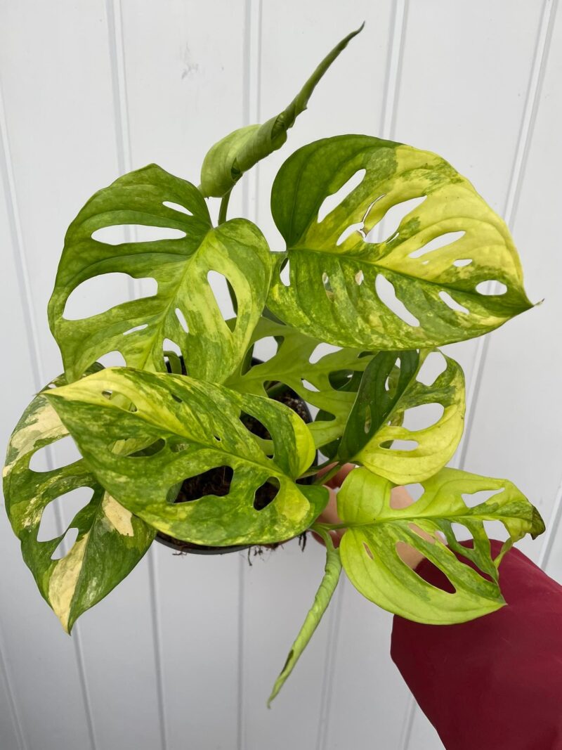 Monstera Adansonii Variegata Aurea Monstera Adansonii Variegata Aurea