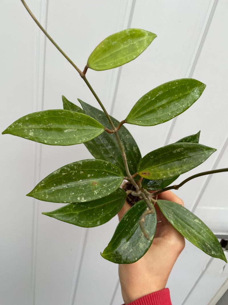 Hoya Rangsan (hoja)