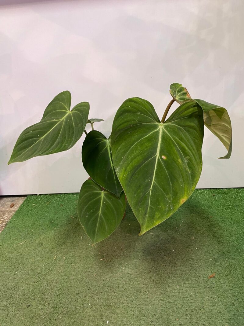 Philodendron Gloriosum Philodendron Gloriosum