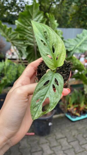 Monstera Adansonii Mint Variegata