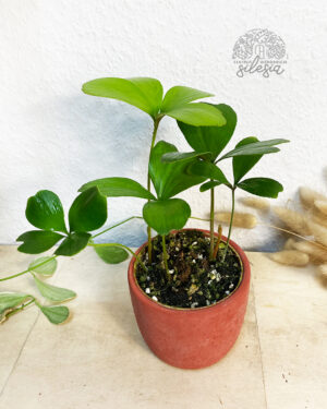 Zamia