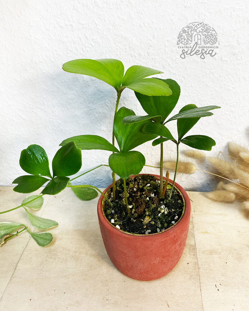 Zamia