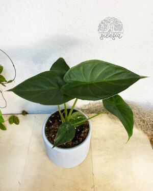 Alocasia Wentii