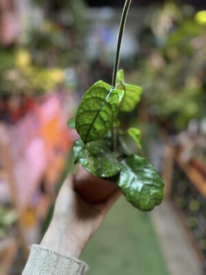 Hoya villosa