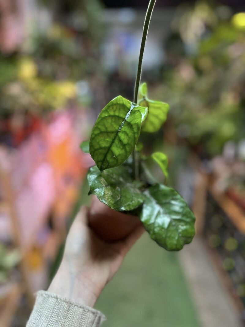 Hoya villosa