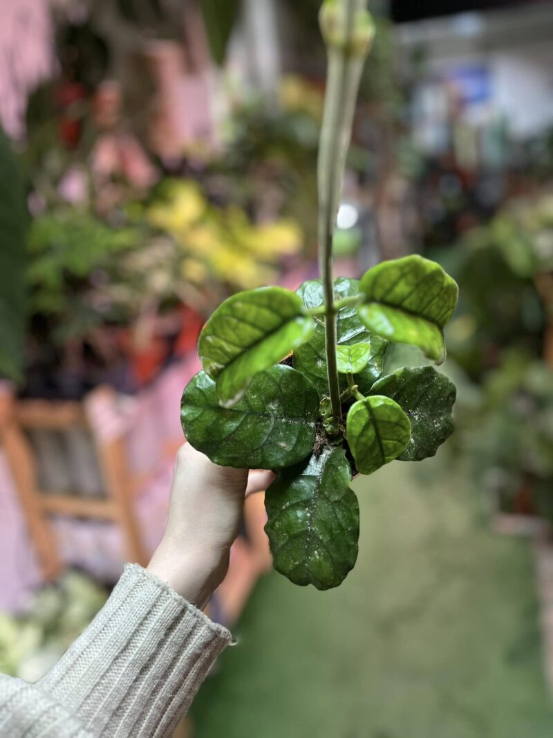 Hoya villosa