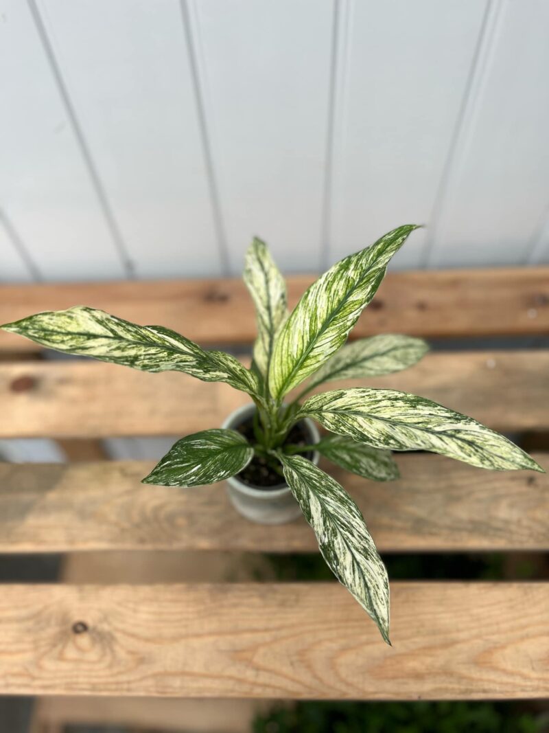 spathiphyllum sensation variegata