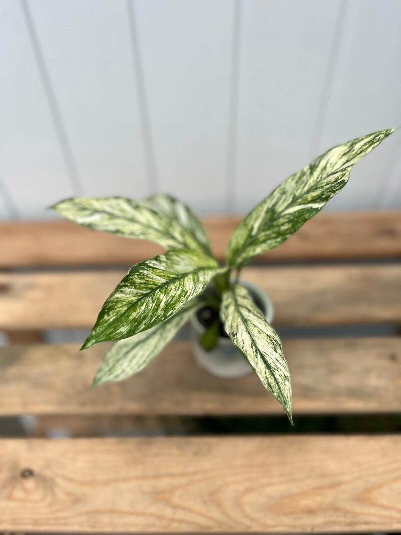 spathiphyllum sensation variegata