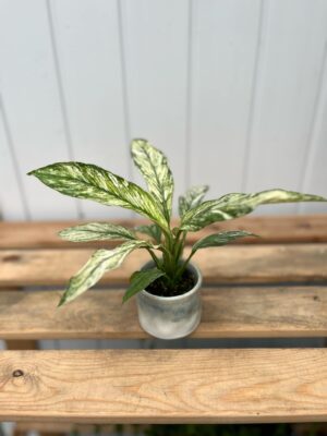 spathiphyllum sensation variegata