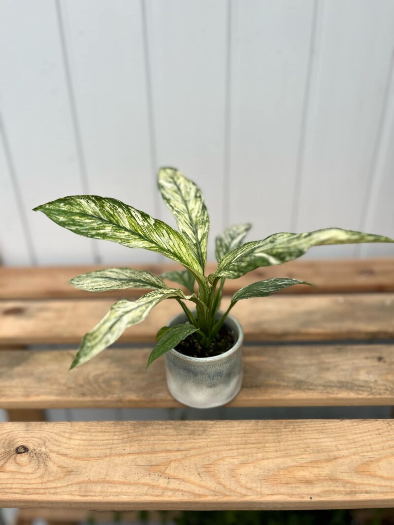 spathiphyllum sensation variegata