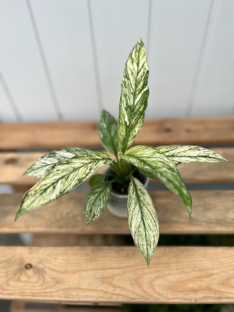 spathiphyllum sensation variegata