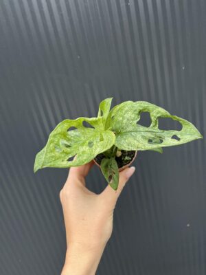Monstera Adansonii Mint Variegata