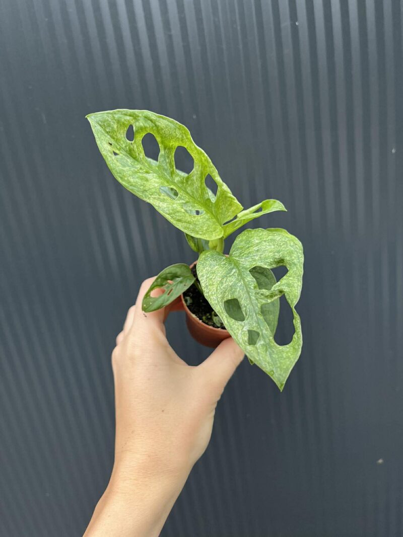 Monstera Adansonii Mint Variegata