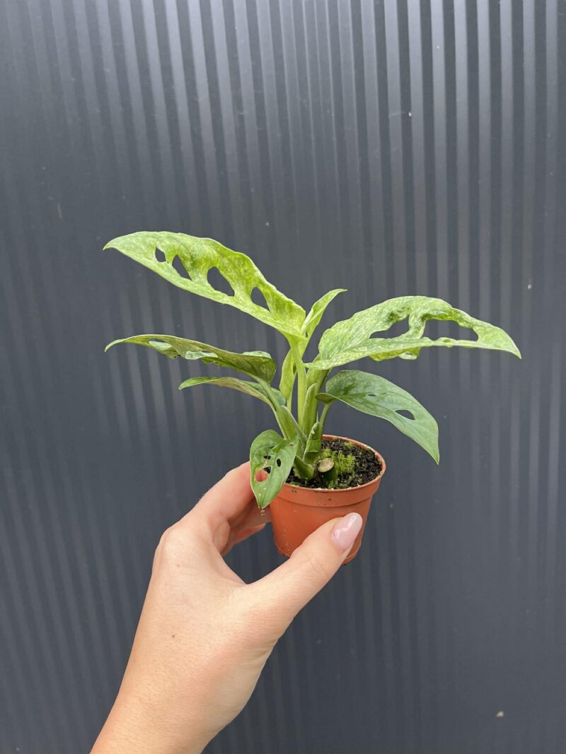 Monstera Adansonii Mint Variegata