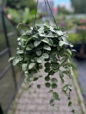 Hoya Mathilde Splash