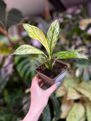 spathiphyllum sensation variegata