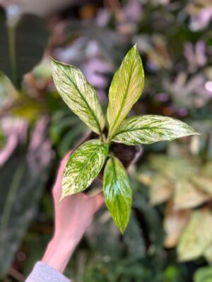 spathiphyllum sensation variegata