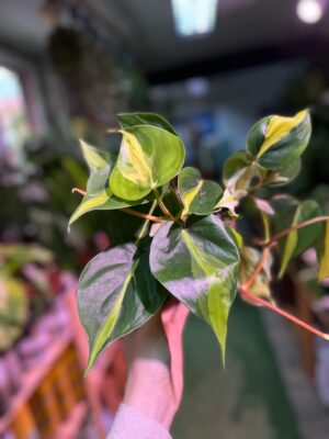 Philodendron Cream Splash