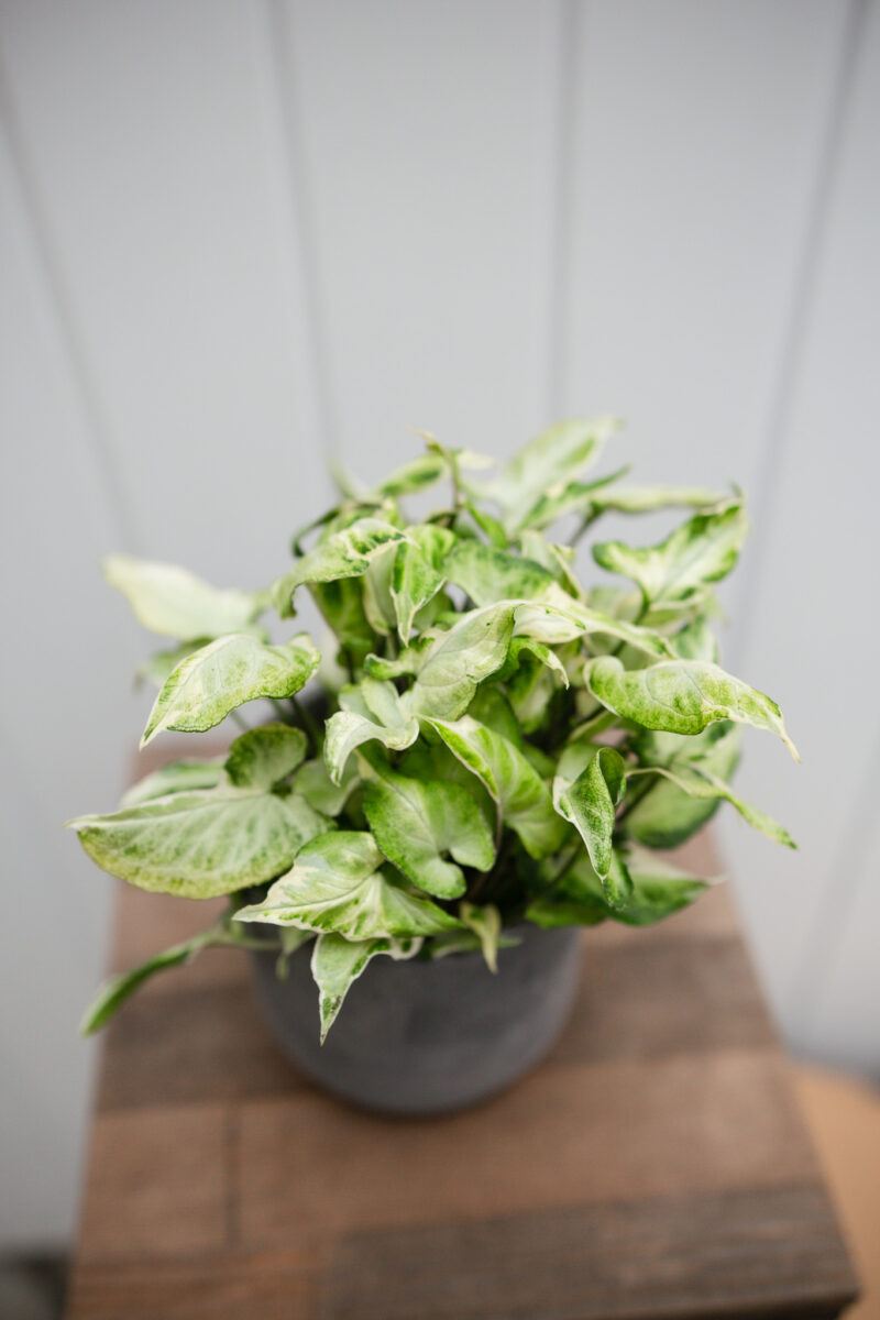 Syngonium Starlite