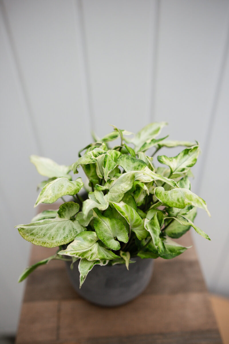 Syngonium Starlite
