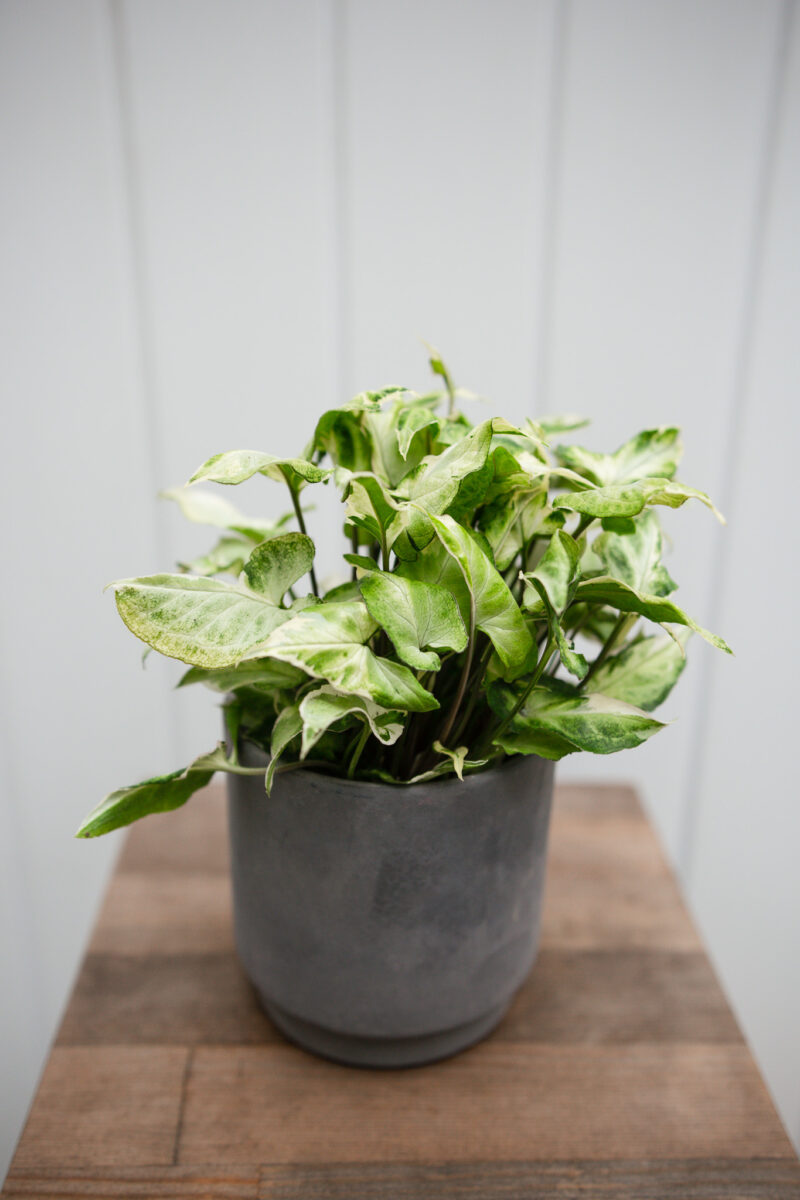 Syngonium Starlite