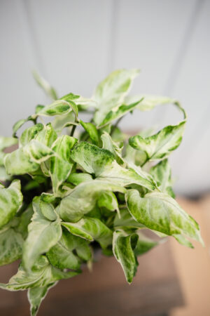 Syngonium Starlite