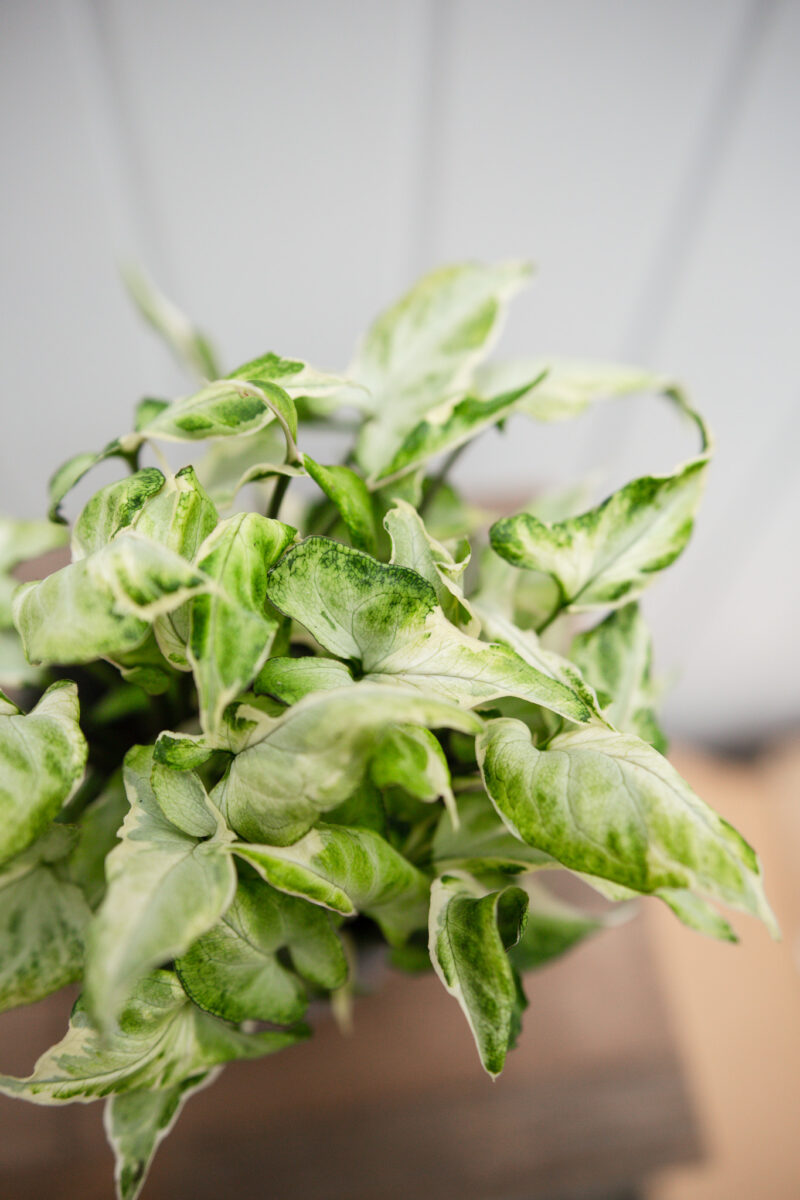 Syngonium Starlite