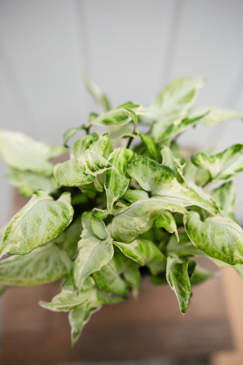 Syngonium Starlite